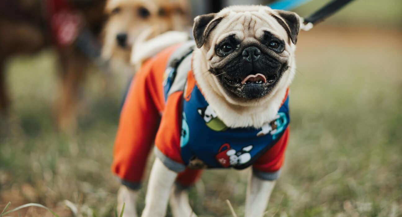 Roupas para cachorro