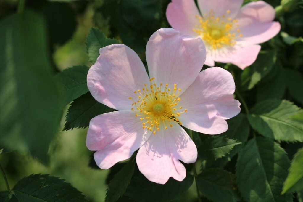 Óleo de Rosa Mosqueta para o Rosto: O Segredo Natural para uma Pele Radiante e Jovem — benefícios do óleo de rosa mosqueta pa