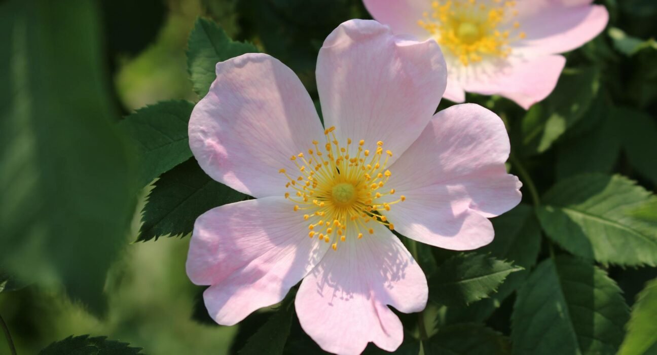 Óleo de Rosa Mosqueta para o Rosto: O Segredo Natural para uma Pele Radiante e Jovem — benefícios do óleo de rosa mosqueta pa