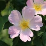 Skincare Antirrugas Precoce: O Guia Definitivo para uma Pele Jovem