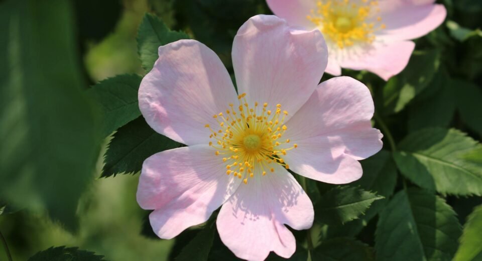 Óleo de Rosa Mosqueta para o Rosto: O Segredo Natural para uma Pele Radiante e Jovem — benefícios do óleo de rosa mosqueta pa